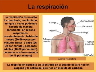 La respiración 
La respiración es un acto 
inconsciente, involuntario, 
aunque a veces podemos 
hacerlo de manera 
consciente. En reposo 
respiramos 
constantemente: bebés de 
meses (30-40 veces por 
minuto), hasta 6 años (26- 
30 por minuto), personas 
adultas (16-20 por minuto), 
personas ancianas (menos 
de 16 por minuto) 
Aparato respiratorio 
La respiración consiste en la entrada en el cuerpo de aire rico en 
oxígeno y la salida del aire rico en dióxido de carbono 
 