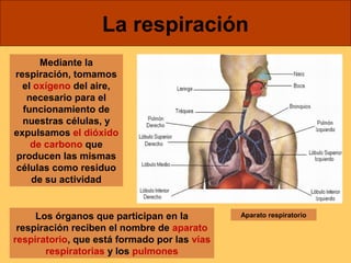 Mediante la 
respiración, tomamos 
el oxígeno del aire, 
necesario para el 
funcionamiento de 
nuestras células, y 
expulsamos el dióxido 
de carbono que 
producen las mismas 
células como residuo 
de su actividad 
La respiración 
Los órganos que participan en la 
respiración reciben el nombre de aparato 
respiratorio, que está formado por las vías 
respiratorias y los pulmones 
Aparato respiratorio 
 