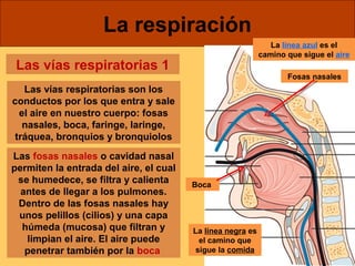La respiración 
Las vías respiratorias 1 
Las vías respiratorias son los 
conductos por los que entra y sale 
el aire en nuestro cuerpo: fosas 
nasales, boca, faringe, laringe, 
tráquea, bronquios y bronquiolos 
Las fosas nasales o cavidad nasal 
permiten la entrada del aire, el cual 
se humedece, se filtra y calienta 
antes de llegar a los pulmones. 
Dentro de las fosas nasales hay 
unos pelillos (cilios) y una capa 
húmeda (mucosa) que filtran y 
limpian el aire. El aire puede 
penetrar también por la boca 
Fosas nasales 
Boca 
La línea negra es 
el camino que 
sigue la comida 
La línea azul es el 
camino que sigue el aire 
 