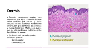 Dermis
• También denominada corion, está
constituida por tejido conjuntivo laxo de
unión formado por células y fibras
incluidas en una sustancia fundamental
amorfa, con gran contenido de proteínas
y mucopolisacáridos (MEC), en la que se
dan los intercambios de nutrientes entre
las células y la sangre.
• La dermis está formada por dos
subcapas que son:
- Dermis papilar
- Dermis reticular
 