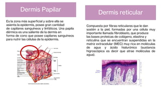 Es la zona más superficial y sobre ella se
asienta la epidermis, posee gran cantidad
de capilares sanguíneos y linfáticos. Una papila
dérmica es una saliente de la dermis en
forma de cono que posee capilares sanguíneos
para nutrir las células de la epidermis.
Compuesta por fibras reticulares que le dan
sostén a la piel, formadas por una célula muy
importante llamada fibroblasto, que produce
las bases proteicas de colágeno, elastina y
reticulina que se encuentran suspendidas en la
matriz extracelular (MEC) muy rica en moléculas
de agua y ácido hialurónico (sustancia
higroscópica es decir que atrae moléculas de
agua).
Dermis Papilar Dermis reticular
 