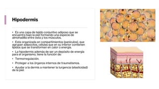 Hipodermis
• Es una capa de tejido conjuntivo adiposo que se
encuentra bajo la piel formando una especie de
almohadilla entre esta y los músculos.
• Esta organizada en compartimientos (panículos), que
agrupan adipocitos, células que en su interior contienen
lípidos que se transforman en calor o energía.
• La hipodermis además de ser un depósito de energía
para el organismo, tiene la función de:
• Termorregulación.
• Proteger a los órganos internos de traumatismos.
• Ayudar a la dermis a mantener la turgencia (elasticidad)
de la piel.
 