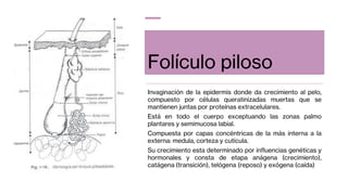 Folículo piloso
Invaginación de la epidermis donde da crecimiento al pelo,
compuesto por células queratinizadas muertas que se
mantienen juntas por proteínas extracelulares.
Está en todo el cuerpo exceptuando las zonas palmo
plantares y semimucosa labial.
Compuesta por capas concéntricas de la más interna a la
externa: medula, corteza y cutícula.
Su crecimiento esta determinado por influencias genéticas y
hormonales y consta de etapa anágena (crecimiento),
catágena (transición), telógena (reposo) y exógena (caída)
 