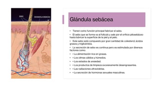Glándula sebácea
• Tienen como función principal fabricar el sebo.
• El sebo que se forma va al folículo y sale por el orificio pilosebáceo
hasta lubricar la superficie de la piel y el pelo.
• Este sebo está compuesto por gran cantidad de colesterol, ácidos
grasos y triglicéridos.
• La secreción de sebo es continua pero es estimulada por diversos
factores como:
• • La alimentación rica en grasas.
• • Los climas cálidos y húmedos.
• • Los estados de ansiedad.
• • Los productos de limpieza excesivamente desengrasantes.
• • Las radiaciones ultravioletas.
• • La secreción de hormonas sexuales masculinas.
 