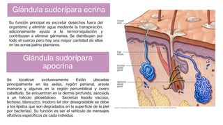 Su función principal es excretar desechos fuera del
organismo y eliminar agua mediante la transpiración,
adicionalmente ayuda a la termorregulación y
contribuyen a eliminar gérmenes. Se distribuyen por
todo el cuerpo pero hay una mayor cantidad de ellas
en las zonas palmo plantares.
Se localizan exclusivamente Están ubicadas
principalmente en las axilas, región perianal, areola
mamaria y algunas en la región periumbilical y cuero
cabelludo. Se encuentran en la dermis profunda, asociada
a un folículo pilosebáceo. Secretan líquido viscoso,
lechoso, blancuzco, inodoro (el olor desagradable se debe
a los lípidos que son degradados en la superficie de la piel
por bacterias). Su función es ser el vehículo de mensajes
olfativos específicos de cada individuo.
Glándula sudorípara ecrina
Glándula sudorípara
apocrina
 