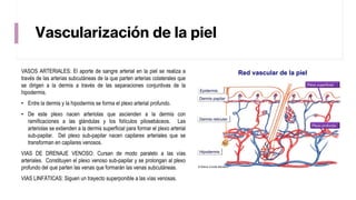 Vascularización de la piel
VASOS ARTERIALES: El aporte de sangre arterial en la piel se realiza a
través de las arterias subcutáneas de la que parten arterias colaterales que
se dirigen a la dermis a través de las separaciones conjuntivas de la
hipodermis.
• Entre la dermis y la hipodermis se forma el plexo arterial profundo.
• De este plexo nacen arteriolas que ascienden a la dermis con
ramificaciones a las glándulas y los folículos pilosebáceos. Las
arteriolas se extienden a la dermis superficial para formar el plexo arterial
sub-papilar. Del plexo sub-papilar nacen capilares arteriales que se
transforman en capilares venosos.
VIAS DE DRENAJE VENOSO: Cursan de modo paralelo a las vías
arteriales. Constituyen el plexo venoso sub-papilar y se prolongan al plexo
profundo del que parten las venas que formarán las venas subcutáneas.
VIAS LINFÁTICAS: Siguen un trayecto superponible a las vías venosas.
 