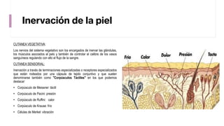 Inervación de la piel
CUTANEA VEGETATIVA:
Los nervios del sistema vegetativo son los encargados de inervar las glándulas,
los músculos asociados al pelo y también de controlar el calibre de los vasos
sanguíneos regulando con ello el flujo de la sangre.
CUTANEA SENSORIAL:
Inervación a través de terminaciones especializadas o receptores especializados
que están rodeados por una cápsula de tejido conjuntivo y que suelen
denominarse también como "Corpúsculos Táctiles" en los que podemos
destacar:
• Corpúsculo de Meissner: táctil
• Corpúsculo de Pacini: presión
• Corpúsculo de Ruffini: calor
• Corpúsculo de Krause: frío
• Células de Merkel: vibración
 