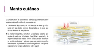 Manto cutáneo
Es una emulsión de consistencia cremosa que fabrica nuestro
organismo sobre la epidermis compuesta por:
❖ La emulsión epicutánea, es una mezcla de sebo y sudor
junto con las células córneas descamadas y el agua que
difunde a través de la epidermis.
❖El manto hidrolipídico, constituye un complejo sistema que
regula el grado de hidratación, flexibilidad, suavidad y la
impermeabilidad del estrato córneo para que este desarrolle
su función protectora, y además, para que sus componentes
ácidos eviten la proliferación de microorganismos patógenos,
especialmente hongos y bacterias sobre la piel.
 