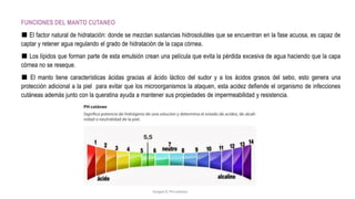 FUNCIONES DEL MANTO CUTANEO
■ El factor natural de hidratación: donde se mezclan sustancias hidrosolubles que se encuentran en la fase acuosa, es capaz de
captar y retener agua regulando el grado de hidratación de la capa córnea.
■ Los lípidos que forman parte de esta emulsión crean una película que evita la pérdida excesiva de agua haciendo que la capa
córnea no se reseque.
■ El manto tiene características ácidas gracias al ácido láctico del sudor y a los ácidos grasos del sebo, esto genera una
protección adicional a la piel para evitar que los microorganismos la ataquen, esta acidez defiende el organismo de infecciones
cutáneas además junto con la queratina ayuda a mantener sus propiedades de impermeabilidad y resistencia.
 