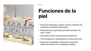 Funciones de la
piel
• Protección: Mecánica, química, térmica, radiación UV,
microbiana, humedad y desecación.
• Sensorial: tacto superficial y profundo, presión, frio,
calor, y dolor.
• Intercambio: CO2 y penetración de sustancias
• Termorregulación: vasodilatación y vasoconstricción.
• Depurativa y metabólica: eliminación de toxinas,
síntesis de vitamina D y metabolismo lipídico.
 