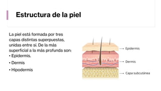 Estructura de la piel
La piel está formada por tres
capas distintas superpuestas,
unidas entre sí. De la más
superficial a la más profunda son:
• Epidermis.
• Dermis
• Hipodermis
 
