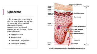 Epidermis
• Es la capa más externa de la
piel, carente de vascularización,
formada por tejido epitelial
plano estratificado
queratinizado, en el cual
encontramos 4 tipos de células
características:
• Queratinocitos.
• Melanocitos.
• Células de Langerhans.
• Células de Merkel.
 