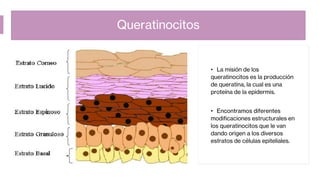 Queratinocitos
• La misión de los
queratinocitos es la producción
de queratina, la cual es una
proteína de la epidermis.
• Encontramos diferentes
modificaciones estructurales en
los queratinocitos que le van
dando origen a los diversos
estratos de células epiteliales.
 