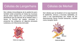 Son células inmunológicas de la epidermis pero
también están presentes en todas las mucosas
(bucal, nasal, vaginal, etc.), con prolongaciones
dendríticas que se derivan de la médula ósea, y
tienen la función de captar, procesar y
presentar los antígenos en algunos procesos
cutáneos y en infecciones de la piel.
Son células que se localizan en la capa basal de
la epidermis, anexos y mucosas epiteliales, se
unen a los queratinocitos por medio de los
desmosomas, tienen función sensorial y actúan
como receptor táctil.
Células de Langerhans Células de Merkel
 