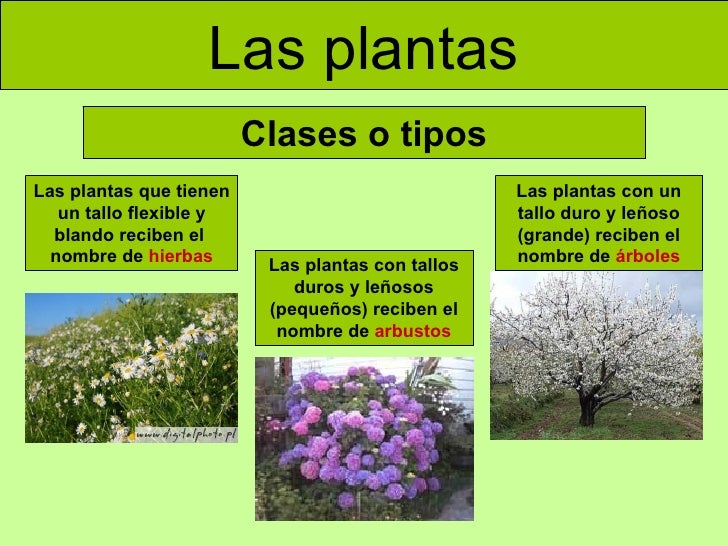 las plantas clases o tipos las plantas que tienen un las plantas clases o tipos las plantas que tienen un