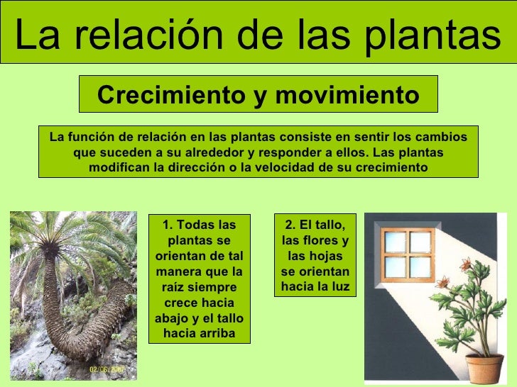Las Plantas