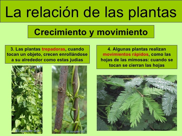 Las Plantas