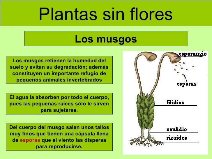 Las Plantas