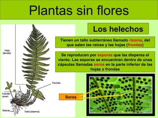 Plantas sin flores
Los helechos
Tienen un tallo subterráneo llamado rizoma, del
que salen las raíces y las hojas (frondas)
Se reproducen por esporas que las dispersa el
viento. Las esporas se encuentran dentro de unas
cápsulas llamadas soros en la parte inferior de las
hojas o frondas

Soros

 