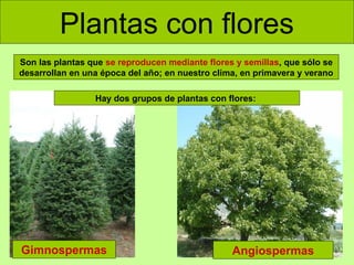 Plantas con flores
Son las plantas que se reproducen mediante flores y semillas, que sólo se
desarrollan en una época del año; en nuestro clima, en primavera y verano
Hay dos grupos de plantas con flores:

Gimnospermas

Angiospermas

 