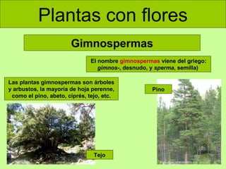 Plantas con flores
Gimnospermas
El nombre gimnospermas viene del griego:
gimnos-, desnudo, y sperma, semilla)
Las plantas gimnospermas son árboles
y arbustos, la mayoría de hoja perenne,
como el pino, abeto, ciprés, tejo, etc.

Tejo

Pino

 