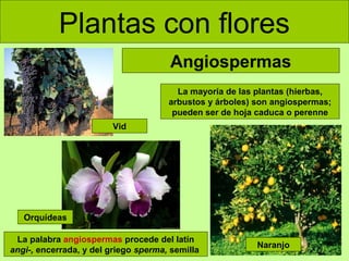 Plantas con flores
Angiospermas
La mayoría de las plantas (hierbas,
arbustos y árboles) son angiospermas;
pueden ser de hoja caduca o perenne
Vid

Orquídeas
La palabra angiospermas procede del latín
angi-, encerrada, y del griego sperma, semilla

Naranjo

 