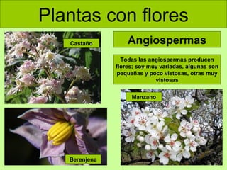 Plantas con flores
Castaño

Angiospermas
Todas las angiospermas producen
flores; soy muy variadas, algunas son
pequeñas y poco vistosas, otras muy
vistosas
Manzano

Berenjena

 