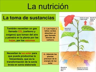 La nutrición
La toma de sustancias
También necesitan un gas
llamado CO2 (carbono y
oxígeno) que toman del aire
y penetra en la planta por las
hojas, por los estomas

3.- Las hojas y
tallos verdes
absorben un
gas llamado
dióxido de
carbono

Necesitan la luz solar para
que pueda producirse la
fotosíntesis, que es la
transformación de la savia
bruta en savia elaborada

4.- Además las
plantas
precisan de la
energía de luz
solar

 