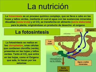La nutrición
La fotosíntesis es un proceso químico complejo, que se lleva a cabo en las
hojas y tallos verdes, mediante el cual el agua con las sustancias minerales
disueltas (savia bruta) y el CO2 se transforma en alimento (savia elaborada)
para la planta, originándose un producto de desecho: el oxígeno
CO2

La fotosíntesis
La fotosíntesis se realiza en
los cloroplastos, unas células
que contienen clorofila (verde),
presentes en las hojas y tallos
verdes. Tanto el CO2 que entra
en las hojas, como el Oxígeno
que sale, lo hacen por los
estomas

Oxígeno

Luz
solar

Agua y sales
minerales
Savia
elaborada

 
