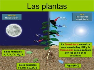 Las plantas

Sales minerales:
N, P, K, Ca, Mg, S

Sales minerales:
Fe, Mn, Cu, Zn, B

La Fotosíntesis se realiza
solo cuando hay LUZ y la
Respiración se realiza tanto
con luz como en la
oscuridad

Agua (H2O)

 