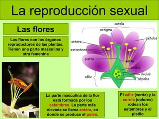 La reproducción sexual
Las flores
Las flores son los órganos
reproductores de las plantas.
Tienen una parte masculina y
otra femenina

La parte masculina de la flor
está formada por los
estambres. La parte más
elevada se llama antera, en
donde se produce el polen.

El cáliz (verde) y la
corola (colores)
rodean los
estambres y el
pistilo

 