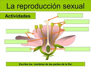La reproducción sexual
Actividades

Escribe los nombres de las partes de la flor

 