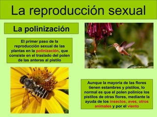 La reproducción sexual
La polinización
El primer paso de la
reproducción sexual de las
plantas en la polinización, que
consiste en el traslado del polen
de las anteras al pistilo

Aunque la mayoría de las flores
tienen estambres y pistilos, lo
normal es que el polen polinice los
pistilos de otras flores, mediante la
ayuda de los insectos, aves, otros
animales y por el viento

 