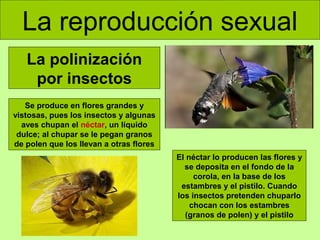 La reproducción sexual
La polinización
por insectos
Se produce en flores grandes y
vistosas, pues los insectos y algunas
aves chupan el néctar, un líquido
dulce; al chupar se le pegan granos
de polen que los llevan a otras flores
El néctar lo producen las flores y
se deposita en el fondo de la
corola, en la base de los
estambres y el pistilo. Cuando
los insectos pretenden chuparlo
chocan con los estambres
(granos de polen) y el pistilo

 