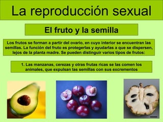 La reproducción sexual
El fruto y la semilla
Los frutos se forman a partir del ovario, en cuyo interior se encuentran las
semillas. La función del fruto es protegerlas y ayudarlas a que se dispersen,
lejos de la planta madre. Se pueden distinguir varios tipos de frutos:
1. Las manzanas, cerezas y otras frutas ricas se las comen los
animales, que expulsan las semillas con sus excrementos

 