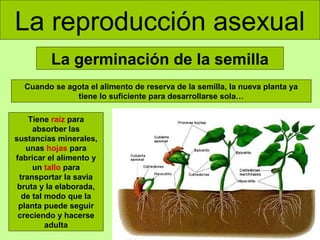 La reproducción asexual
La germinación de la semilla
Cuando se agota el alimento de reserva de la semilla, la nueva planta ya
tiene lo suficiente para desarrollarse sola…
Tiene raíz para
absorber las
sustancias minerales,
unas hojas para
fabricar el alimento y
un tallo para
transportar la savia
bruta y la elaborada,
de tal modo que la
planta puede seguir
creciendo y hacerse
adulta

 