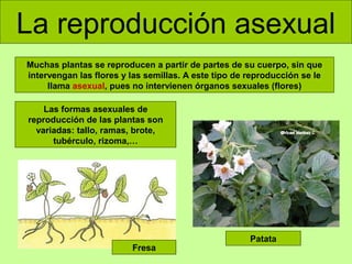La reproducción asexual
Muchas plantas se reproducen a partir de partes de su cuerpo, sin que
intervengan las flores y las semillas. A este tipo de reproducción se le
llama asexual, pues no intervienen órganos sexuales (flores)
Las formas asexuales de
reproducción de las plantas son
variadas: tallo, ramas, brote,
tubérculo, rizoma,…

Fresa

Patata

 