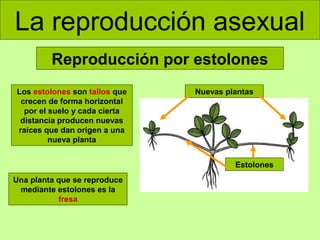 La reproducción asexual
Reproducción por estolones
Los estolones son tallos que
crecen de forma horizontal
por el suelo y cada cierta
distancia producen nuevas
raíces que dan origen a una
nueva planta

Nuevas plantas

Estolones
Una planta que se reproduce
mediante estolones es la
fresa

 