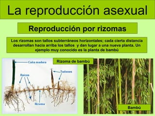 La reproducción asexual
Reproducción por rizomas
Los rizomas son tallos subterráneos horizontales; cada cierta distancia
desarrollan hacia arriba los tallos y dan lugar a una nueva planta. Un
ejemplo muy conocido es la planta de bambú
Rizoma de bambú

Bambú

 