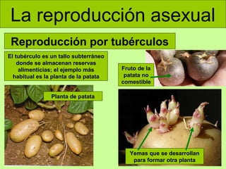 La reproducción asexual
Reproducción por tubérculos
El tubérculo es un tallo subterráneo
donde se almacenan reservas
alimenticias; el ejemplo más
habitual es la planta de la patata

Fruto de la
patata no
comestible

Planta de patata

Yemas que se desarrollan
para formar otra planta

 