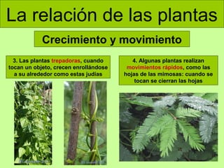 La relación de las plantas
Crecimiento y movimiento
3. Las plantas trepadoras, cuando
tocan un objeto, crecen enrollándose
a su alrededor como estas judías

4. Algunas plantas realizan
movimientos rápidos, como las
hojas de las mimosas: cuando se
tocan se cierran las hojas

 