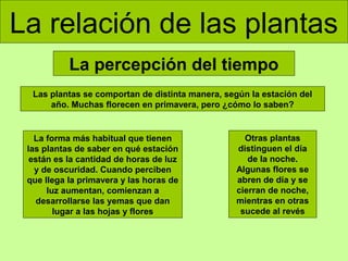 La relación de las plantas
La percepción del tiempo
Las plantas se comportan de distinta manera, según la estación del
año. Muchas florecen en primavera, pero ¿cómo lo saben?

La forma más habitual que tienen
las plantas de saber en qué estación
están es la cantidad de horas de luz
y de oscuridad. Cuando perciben
que llega la primavera y las horas de
luz aumentan, comienzan a
desarrollarse las yemas que dan
lugar a las hojas y flores

Otras plantas
distinguen el día
de la noche.
Algunas flores se
abren de día y se
cierran de noche,
mientras en otras
sucede al revés

 