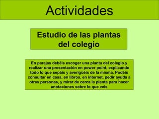 Actividades
Estudio de las plantas
del colegio
En parejas debéis escoger una planta del colegio y
realizar una presentación en power point, explicando
todo lo que sepáis y averigüéis de la misma. Podéis
consultar en casa, en libros, en internet, pedir ayuda a
otras personas, y mirar de cerca la planta para hacer
anotaciones sobre lo que veis

 