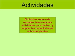 Actividades
Si pinchas sobre este
recuadro tienes muchas
actividades para realizar y
ampliar tus conocimientos
sobre las plantas

 