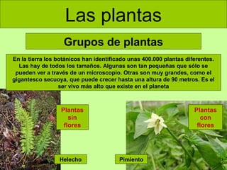 Las plantas
Grupos de plantas
En la tierra los botánicos han identificado unas 400.000 plantas diferentes.
Las hay de todos los tamaños. Algunas son tan pequeñas que sólo se
pueden ver a través de un microscopio. Otras son muy grandes, como el
gigantesco secuoya, que puede crecer hasta una altura de 90 metros. Es el
ser vivo más alto que existe en el planeta

Plantas
sin
flores

Helecho

Plantas
con
flores

Pimiento

 