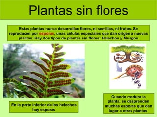 Plantas sin flores
Estas plantas nunca desarrollan flores, ni semillas, ni frutos. Se
reproducen por esporas, unas células especiales que dan origen a nuevas
plantas. Hay dos tipos de plantas sin flores: Helechos y Musgos

En la parte inferior de los helechos
hay esporas

Cuando madura la
planta, se desprenden
muchas esporas que dan
lugar a otras plantas

 