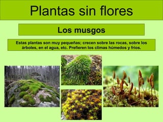 Plantas sin flores
Los musgos
Estas plantas son muy pequeñas; crecen sobre las rocas, sobre los
árboles, en el agua, etc. Prefieren los climas húmedos y fríos.

 