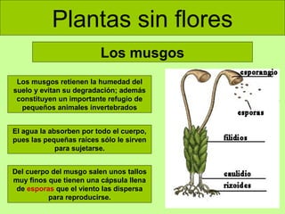 Plantas sin flores
Los musgos
Los musgos retienen la humedad del
suelo y evitan su degradación; además
constituyen un importante refugio de
pequeños animales invertebrados
El agua la absorben por todo el cuerpo,
pues las pequeñas raíces sólo le sirven
para sujetarse.
Del cuerpo del musgo salen unos tallos
muy finos que tienen una cápsula llena
de esporas que el viento las dispersa
para reproducirse.

 