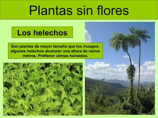 Plantas sin flores
Los helechos
Son plantas de mayor tamaño que los musgos;
algunos helechos alcanzan una altura de varios
metros. Prefieren climas húmedos.

 