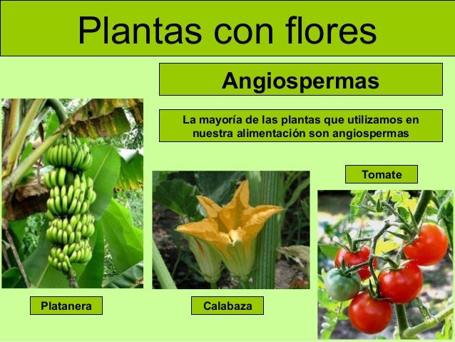 plantas con flores angiospermas la mayoría de las plantas que plantas con flores angiospermas la mayoría de las plantas que